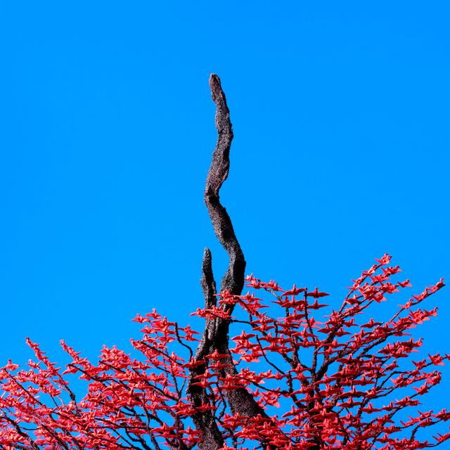 Album cover art for Snake