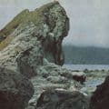 Album cover art for Many Nights