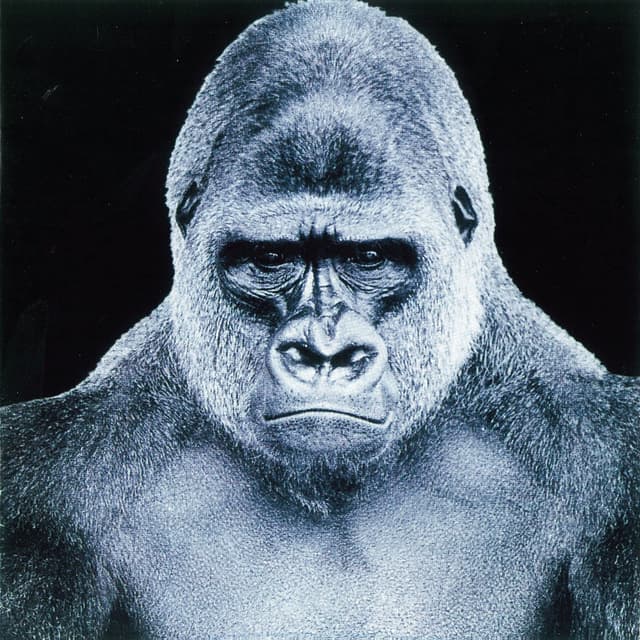 Album cover art for The Screaming Jets