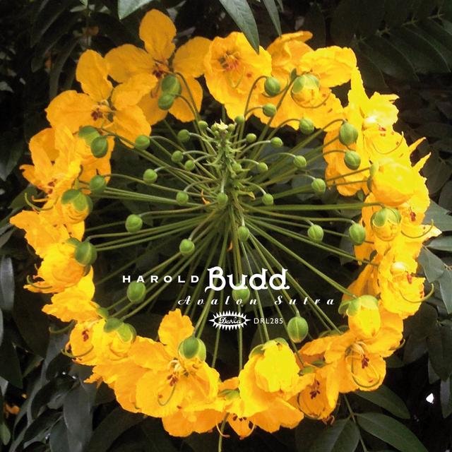Album cover art for Avalon Sutra