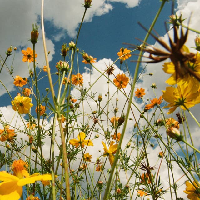 Album cover art for You Are Spring!
