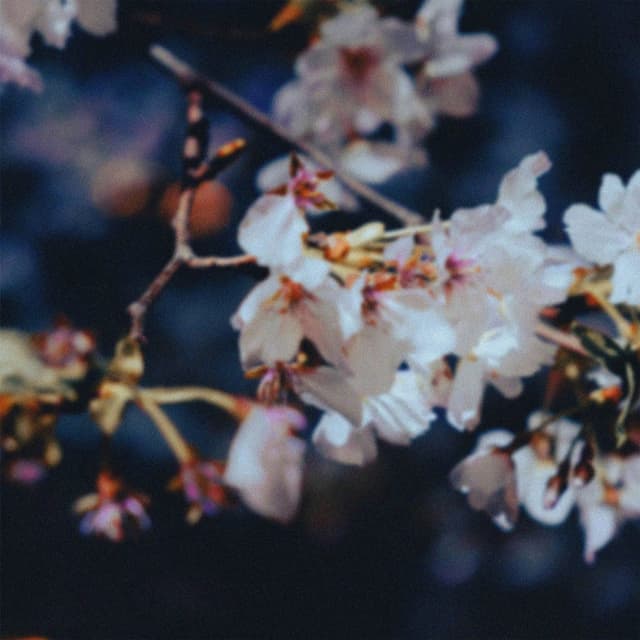 Album cover art for Night Walk Among Falling Petals