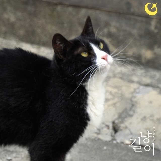 Album cover art for Stray Cat