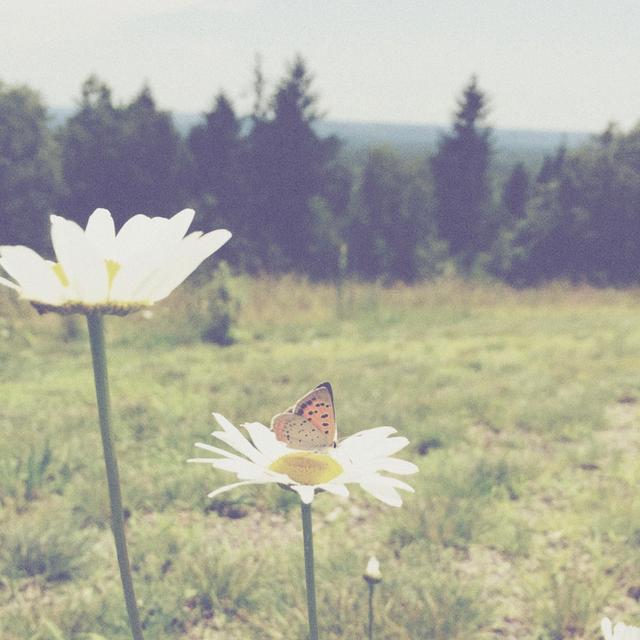 Album cover art for You Are My Sunshine