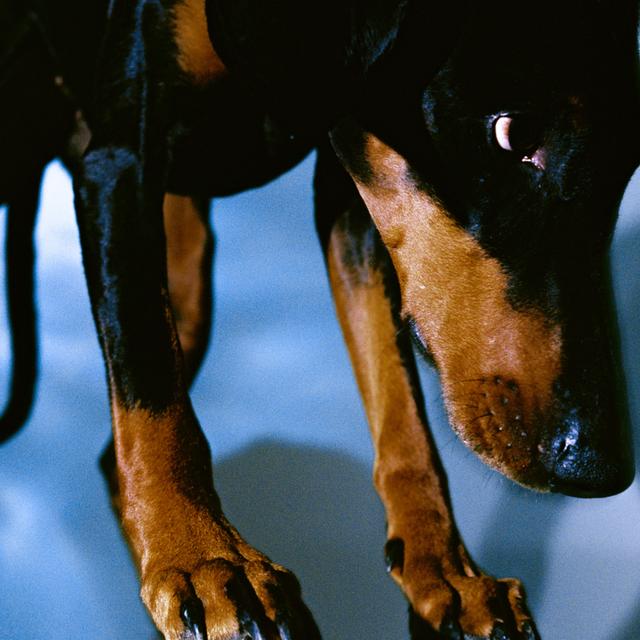Album cover art for Cash Romantic