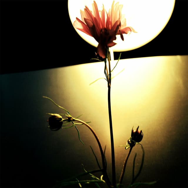 Album cover art for COSMOS