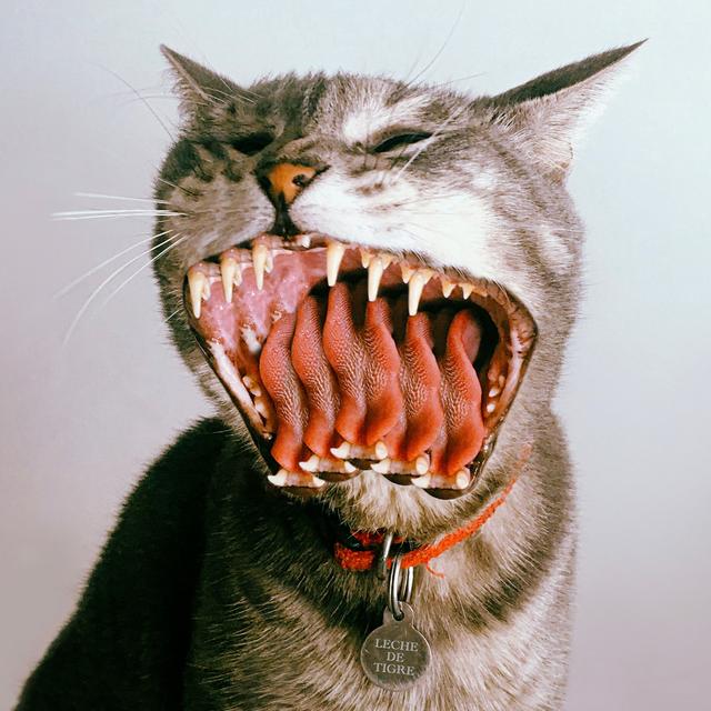 Album cover art for Leche de Tigre