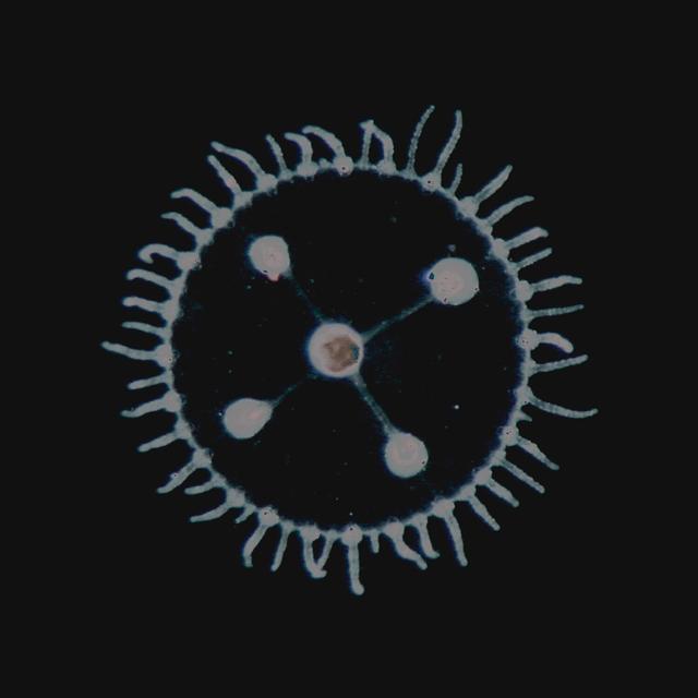 Album cover art for Um Mar Pra Cada Um,