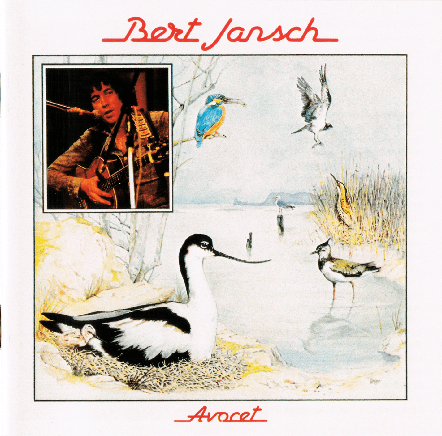 Avocet