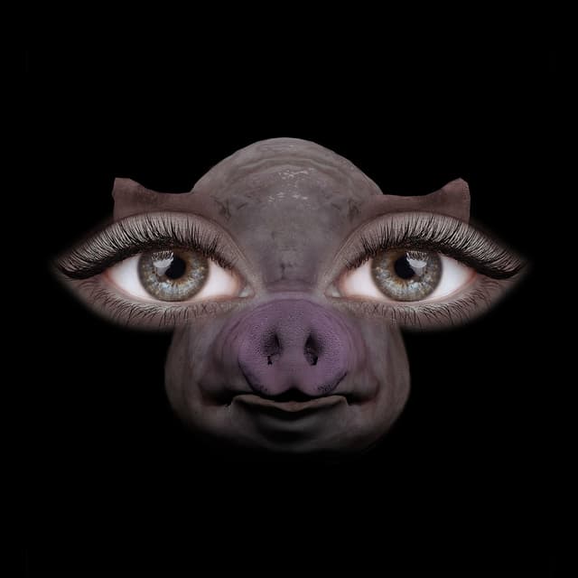 Album cover art for Us and Pigs