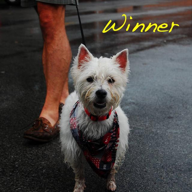 Album cover art for Winner