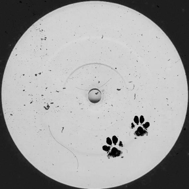 Album cover art for Who Let The Dogs Out