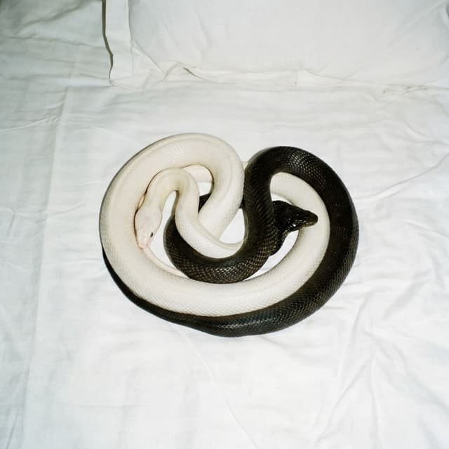 Album cover art for YIN YANG