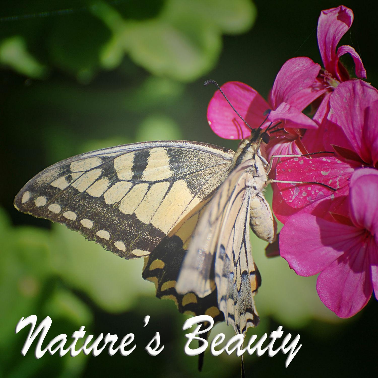 Nature's Beauty