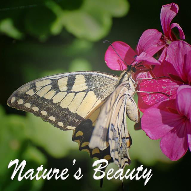 Album cover art for Nature's Beauty