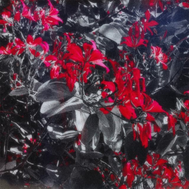 Album cover art for The Ritual / The Plague