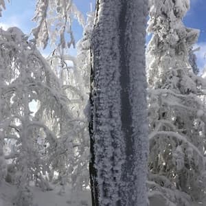Album cover art for winter