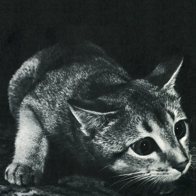 Album cover art for Cindy