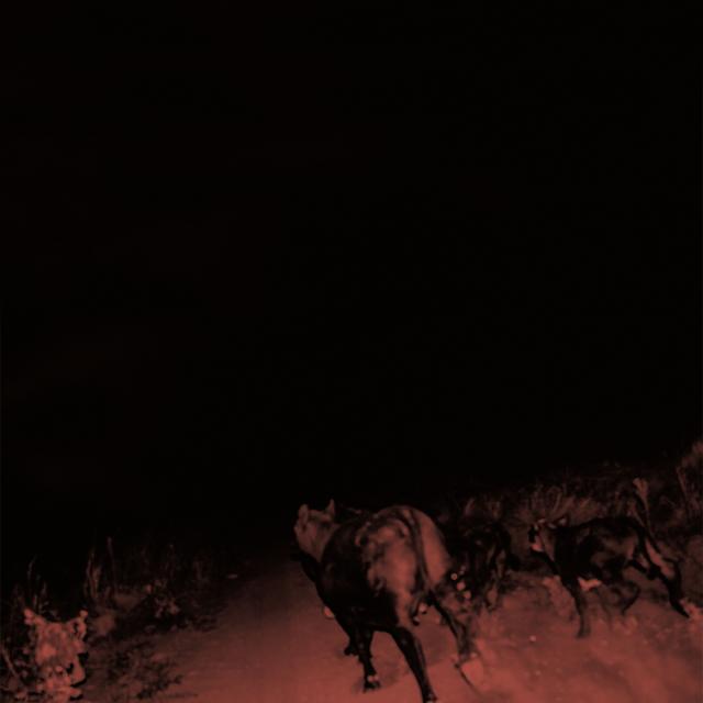 Album cover art for Shadow On Everything
