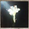 Light That Leads Me