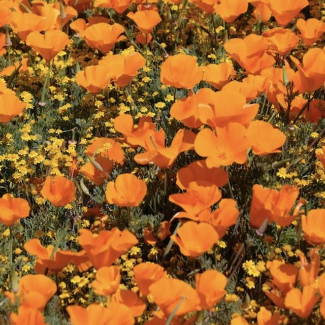 Album cover art for Promising Sign