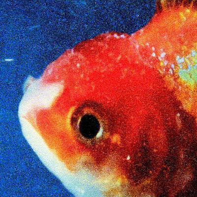 Album cover art for Big Fish Theory