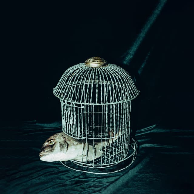 Album cover art for Himno al distraído