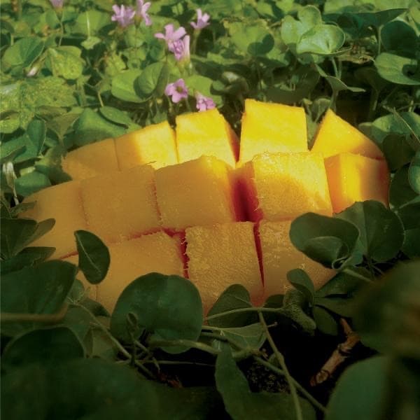 Album cover art for Psychedelic Mango