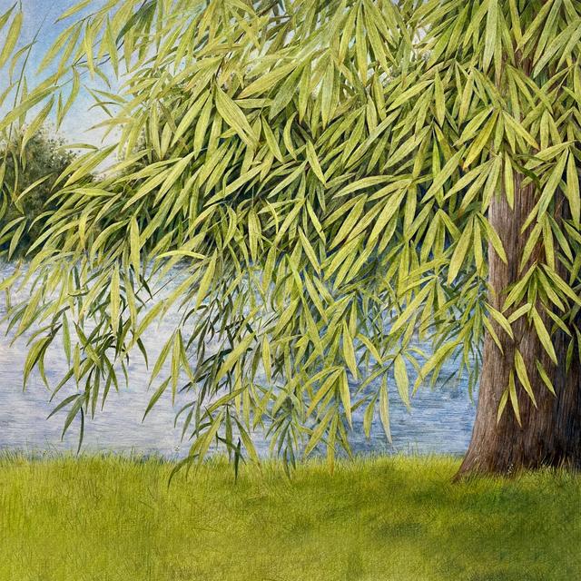 Album cover art for Nothing But Green Willow : The Songs Of Mary Sands And Jane Gentry