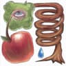 apple tree