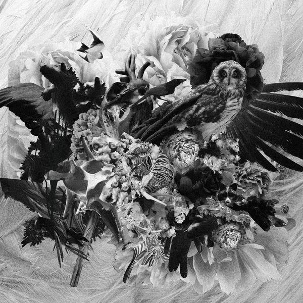 Album cover art for Metamorphosis
