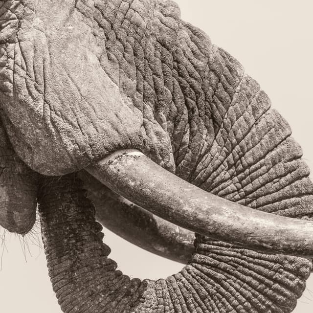 Album cover art for World Elephant Day
