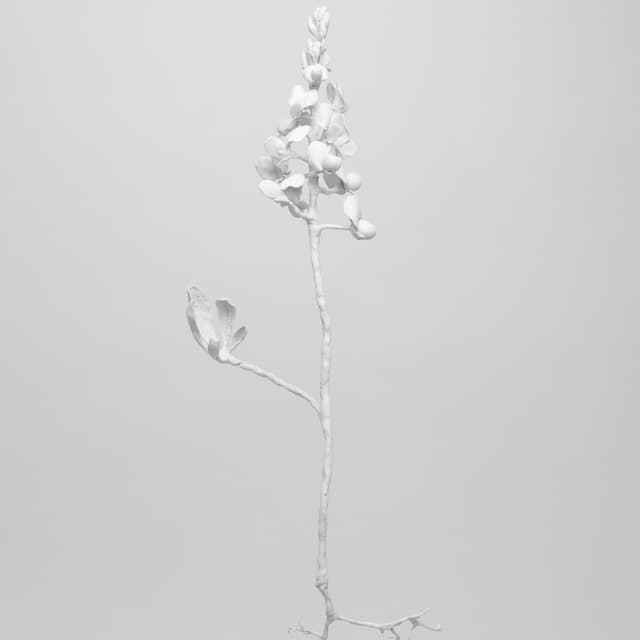 Album cover art for Bluebonnet