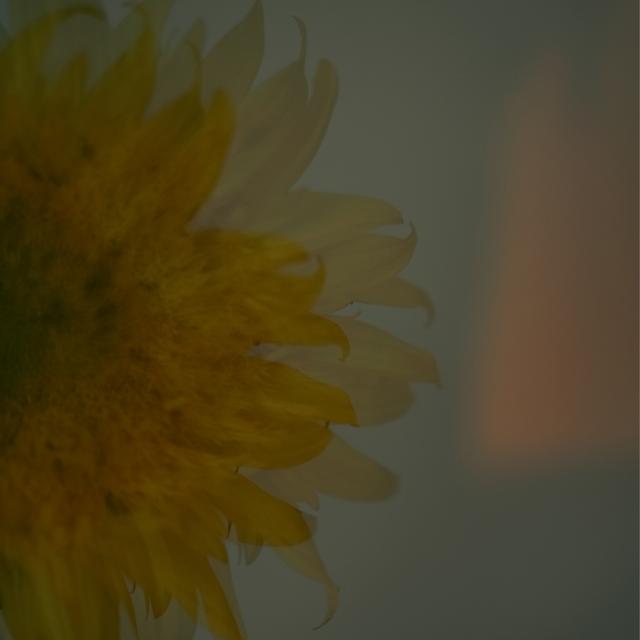 Album cover art for Shiori