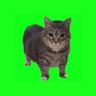 Oiia Oiia (Spinning Cat)
