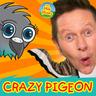 Crazy Pigeon Song